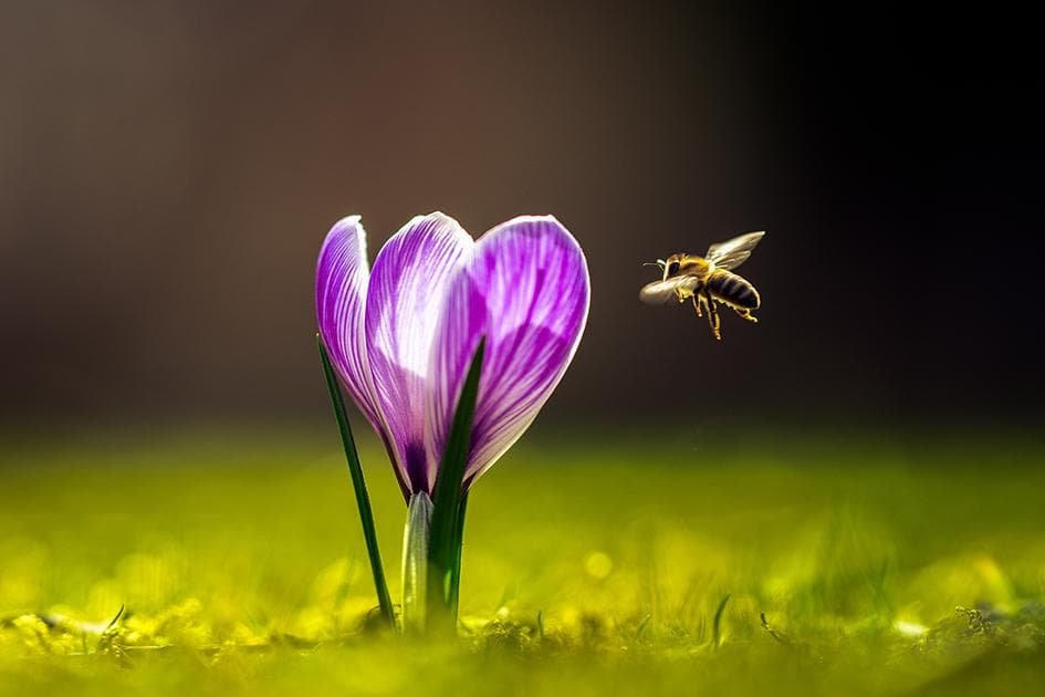 50 Wildbienenhotels zu vergeben