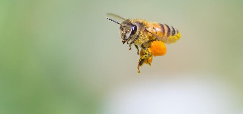 Aktiv werden gegen Bienensterben