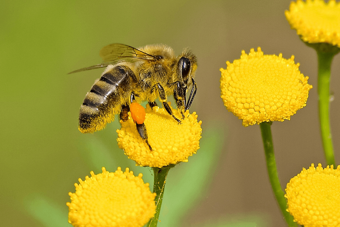 Bienen mögen Öko-Landbau