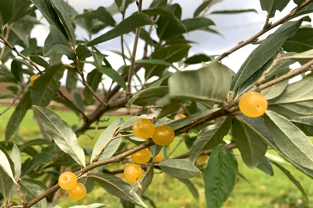 Jetzt noch Beeren pflücken