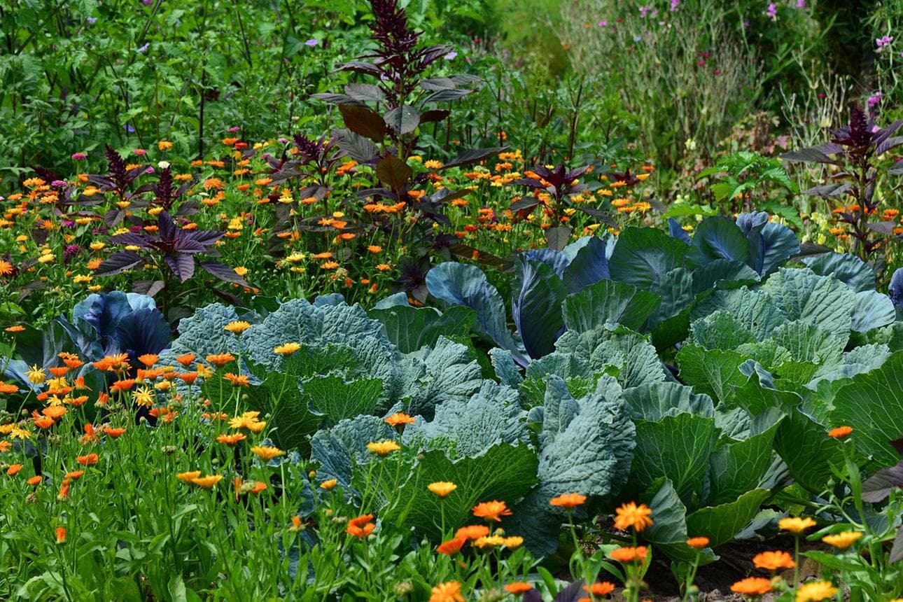 Mitmachen beim Garten-Wettbewerb