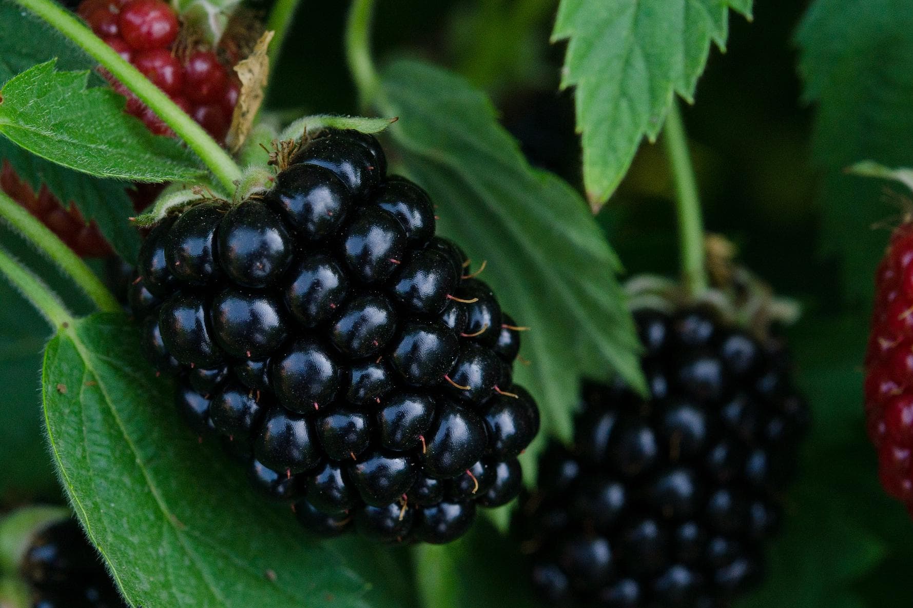 Brombeeren - am besten von der Hand in den Mund