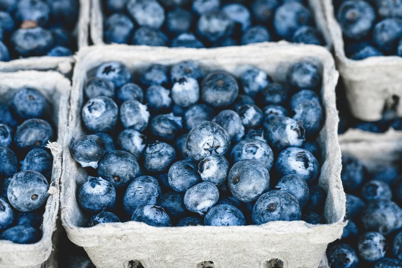 Blaubeeren - kugelrund und gesund