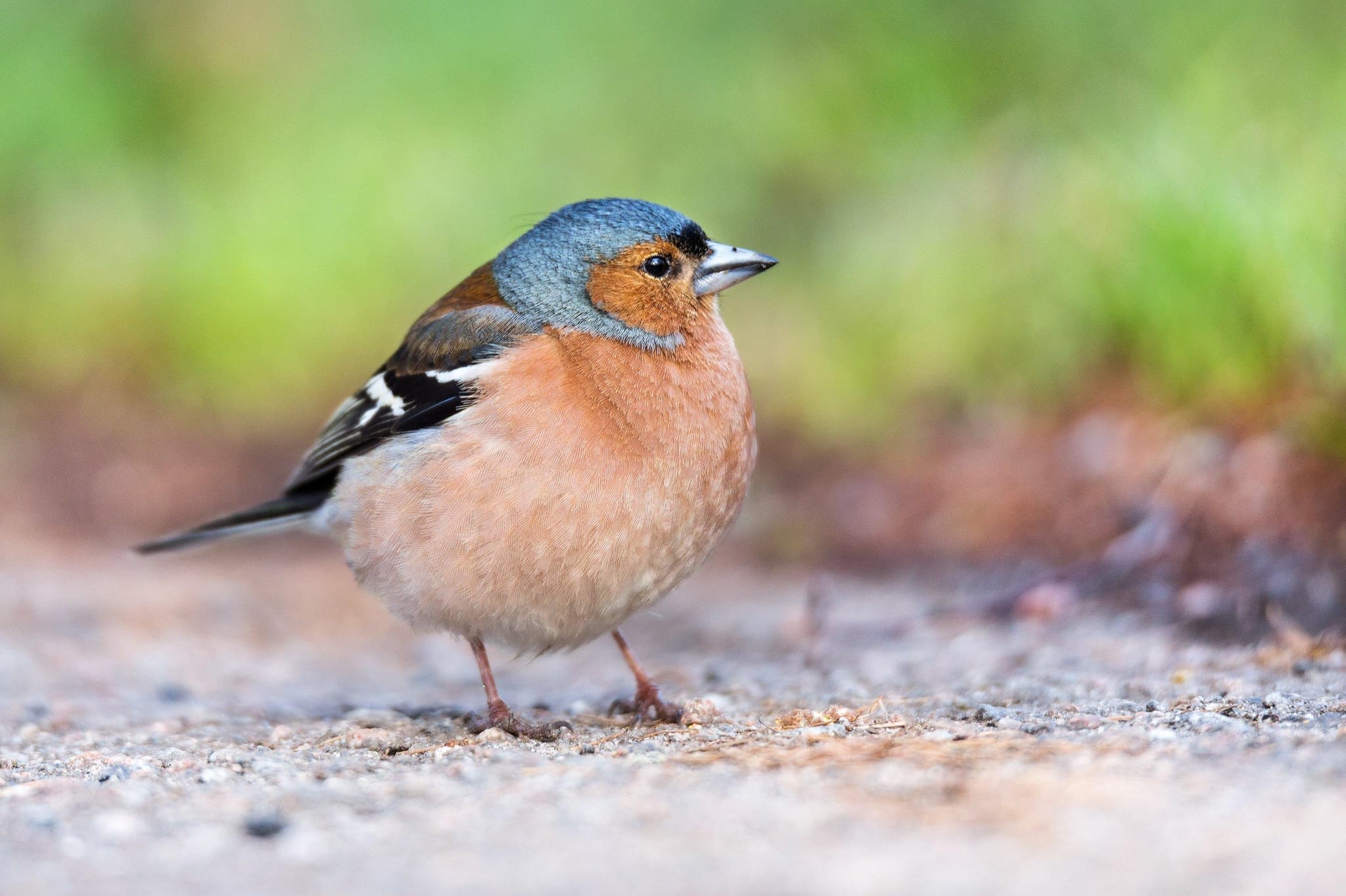Amsel, Drossel, Fink und Star - wer ist da?