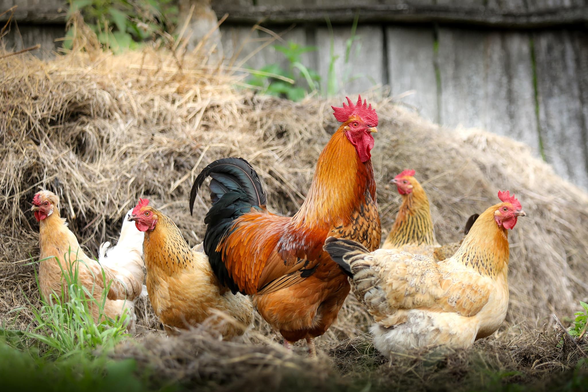 Von wegen dummes Huhn