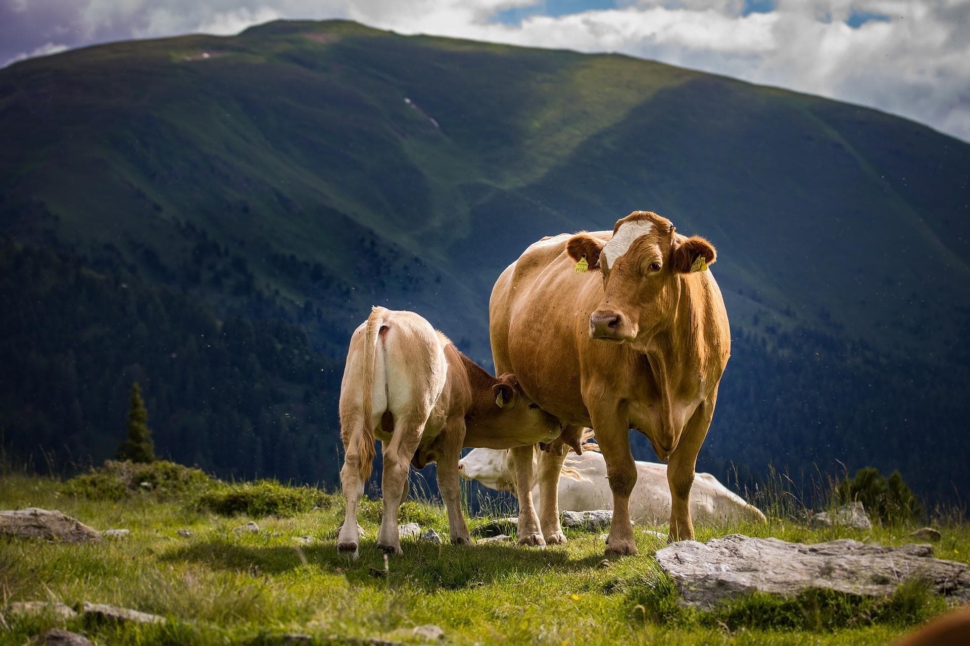 Zeit zu zweit für Kuh und Kalb