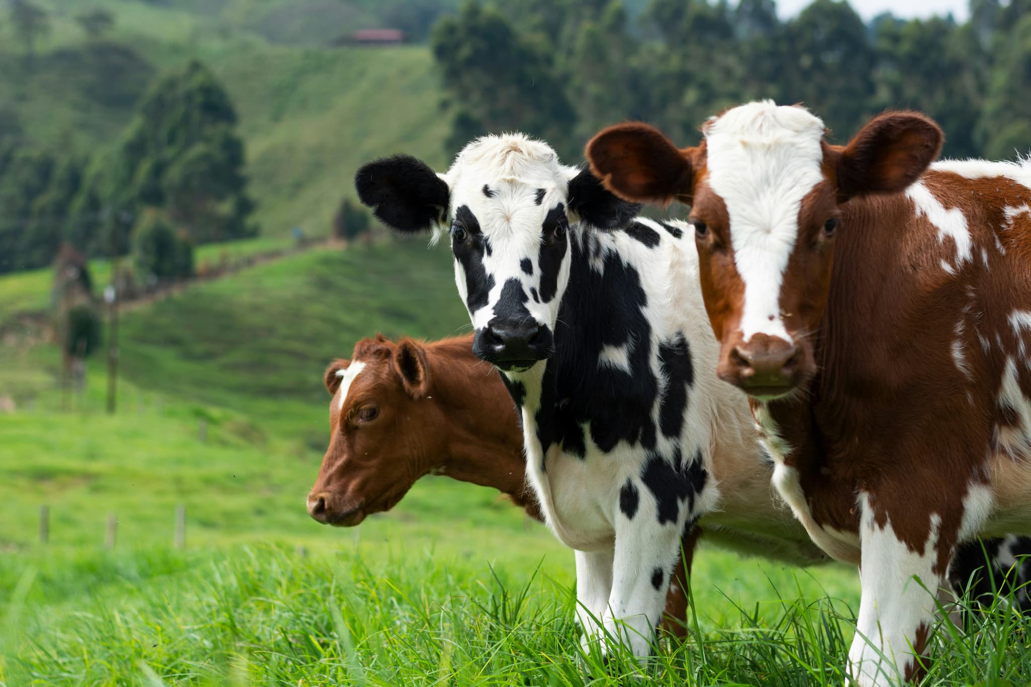 Tiere essen oder nicht? Vom Veganer zum Rinder-Vermarkter