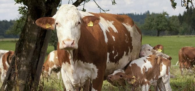 Weniger Fleisch ist mehr…