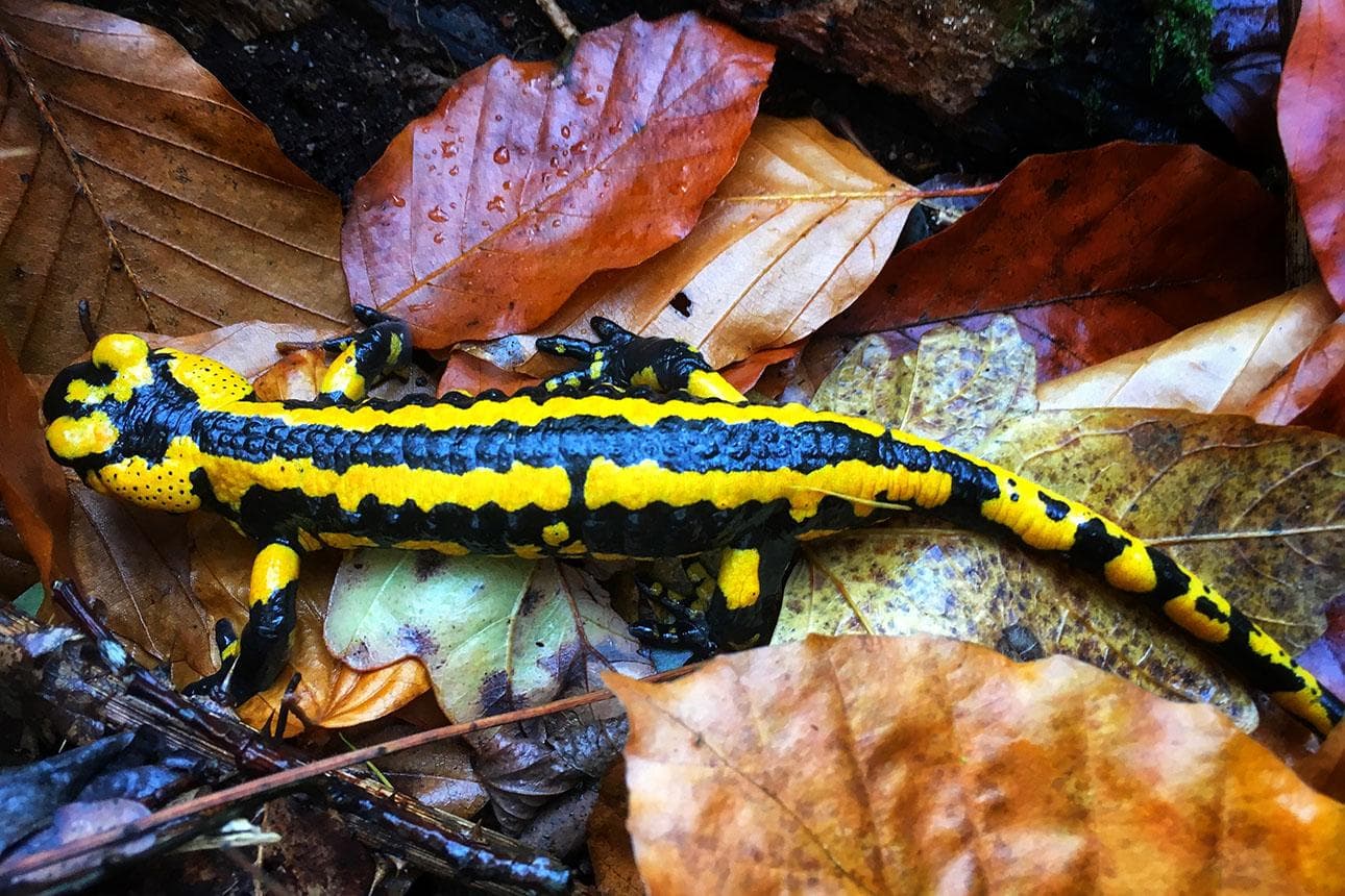 Salamander zählen in Hessen