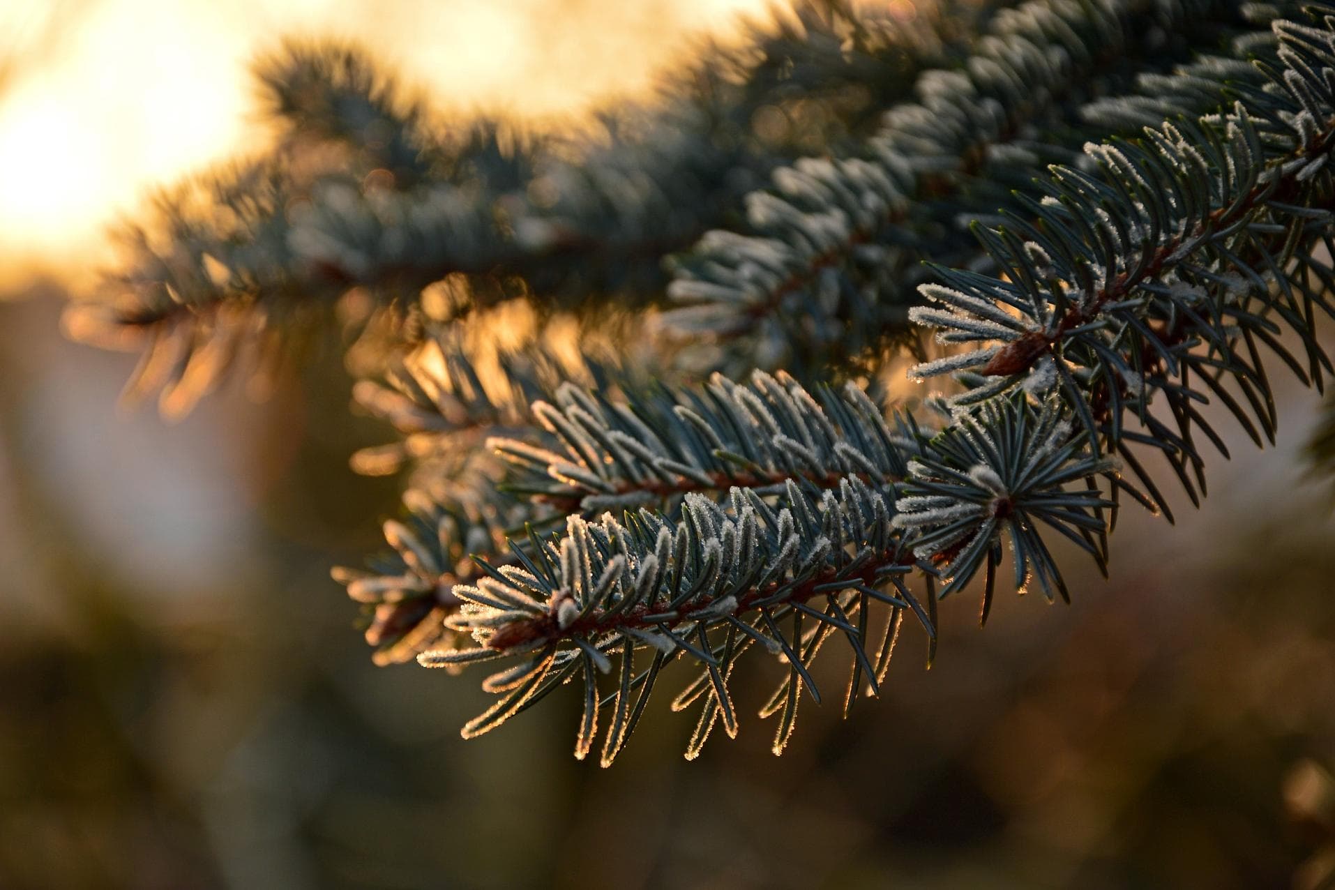 Weihnachtsbaum ohne Pestizide