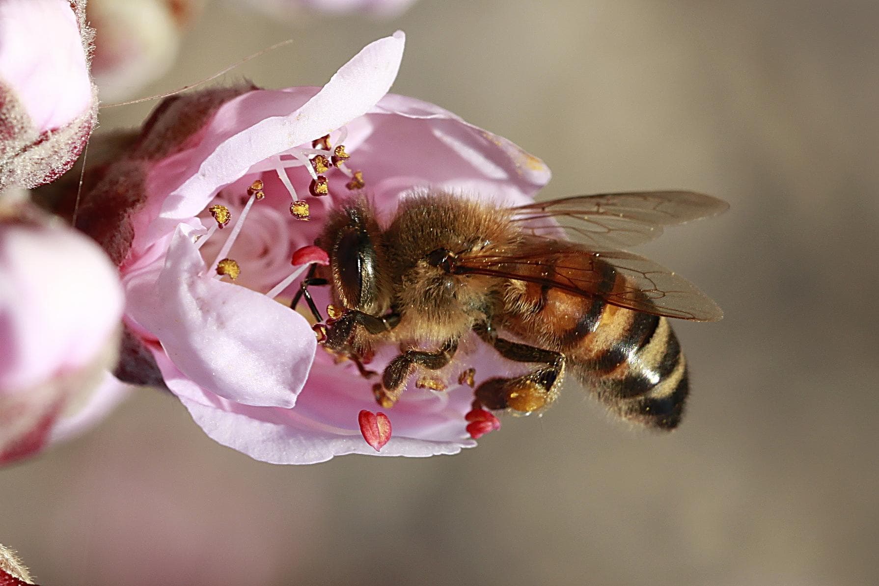 Bienen schützen: Neonics bald verboten?