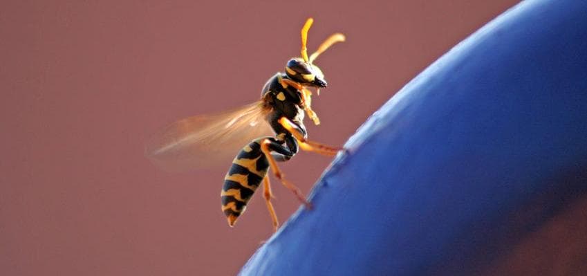 Insektenstich: Wenn das Immunsystem verrückt spielt