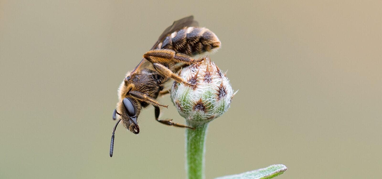 Insektenquiz: Teste dein Wissen