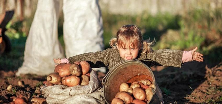 Kinder, ab in die Kartoffeln!
