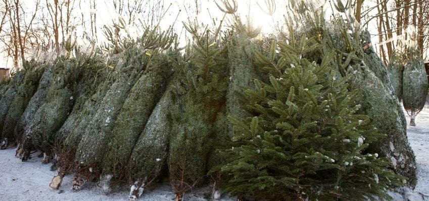 Oh Tannenbaum