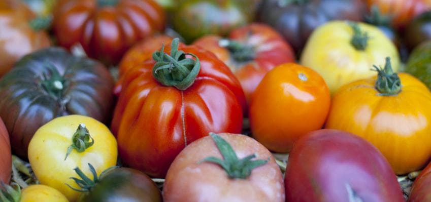 Patent auf Tomate erteilt