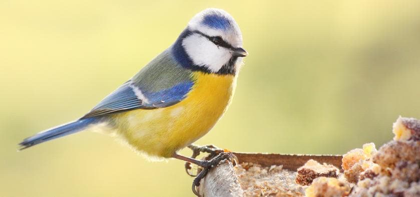 Vögel im Winter: Füttern oder besser nicht?