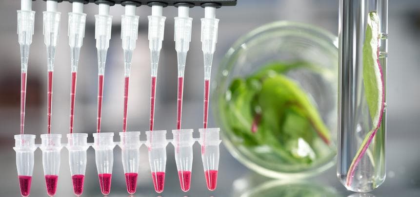 Bio-Lebensmittel sind sicher