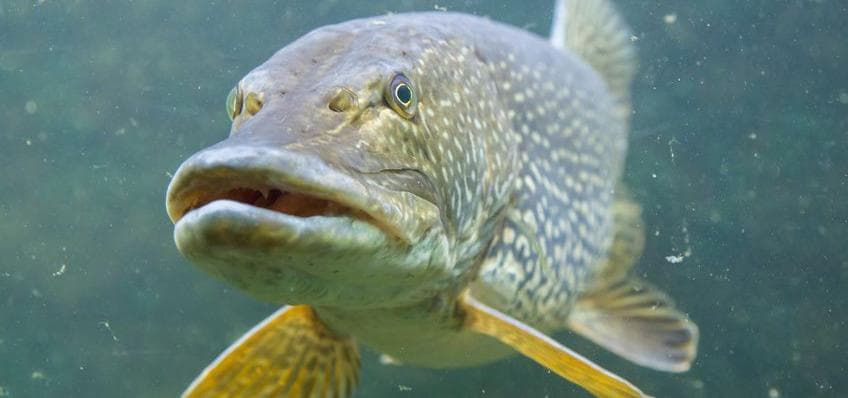 Fisch – Versuchstier des Jahres