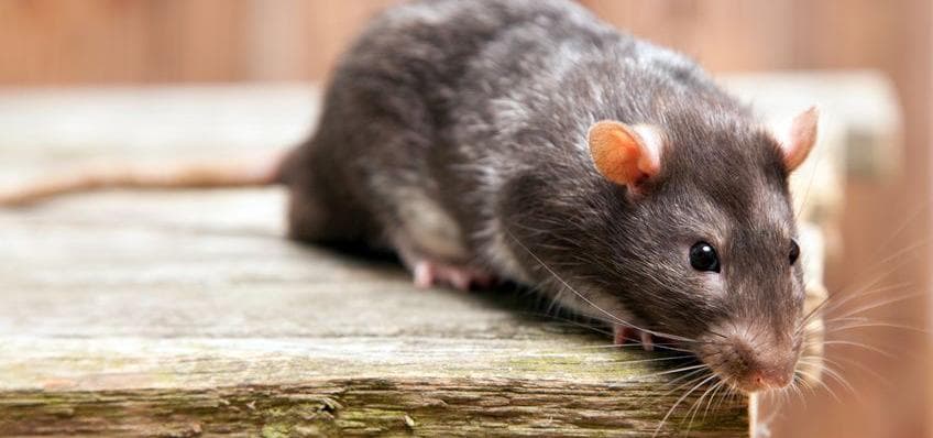 Die Ratte, nicht der Hase...