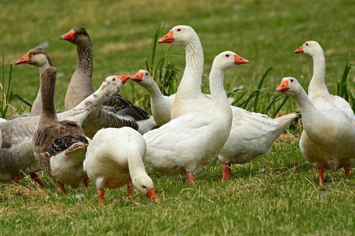 Gans weihnachtlich