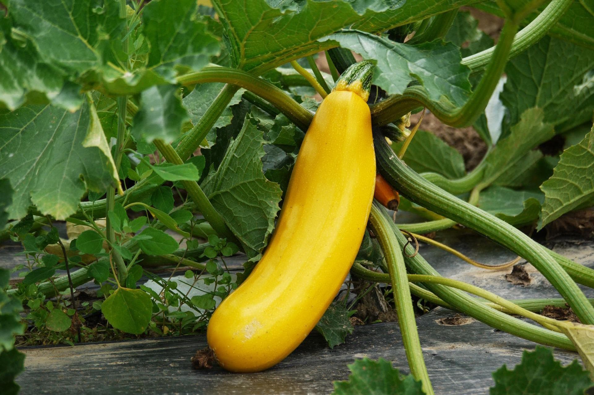 Zucchini - das Multitalent