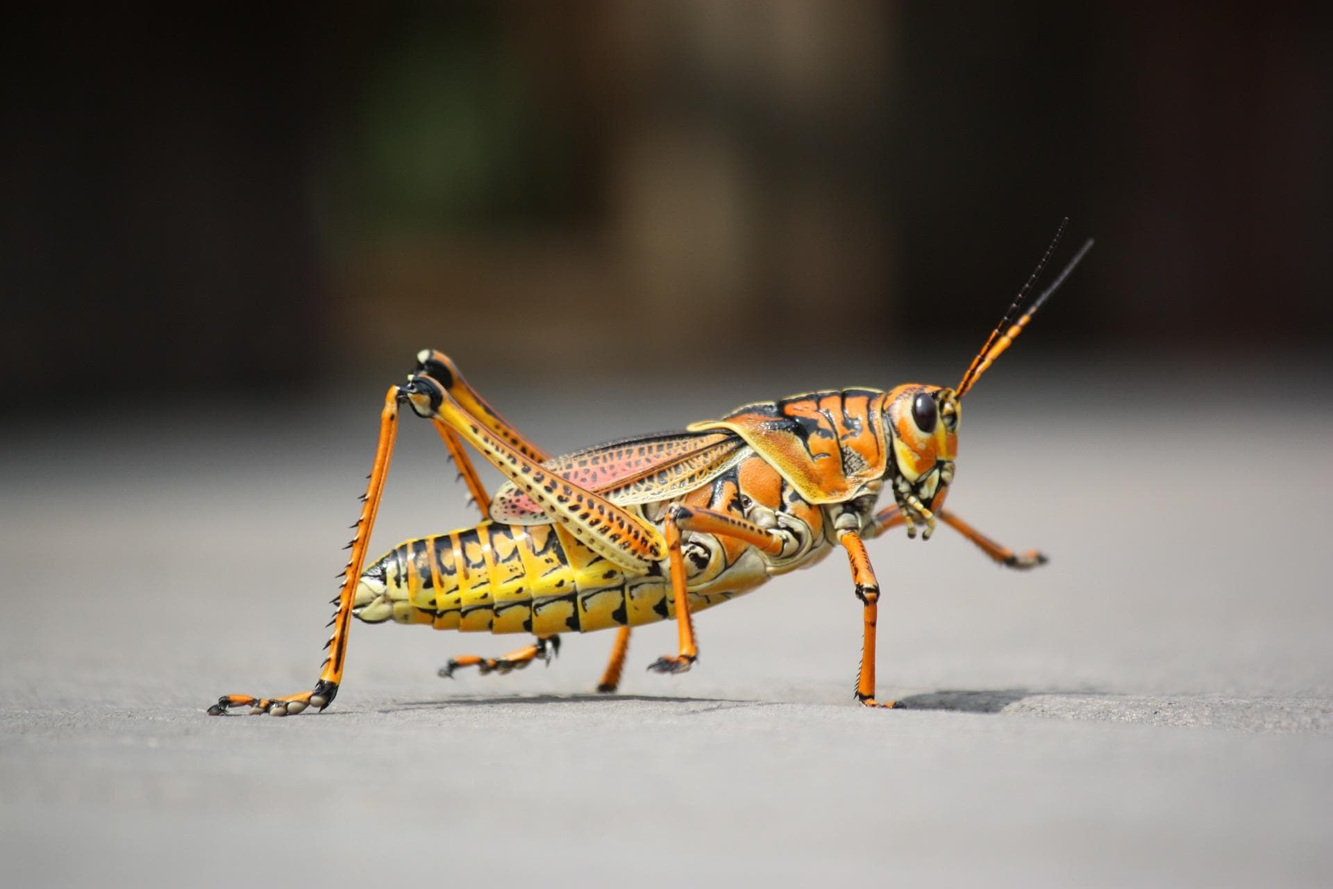Naturland verabschiedet Richtlinie für Insektenzucht