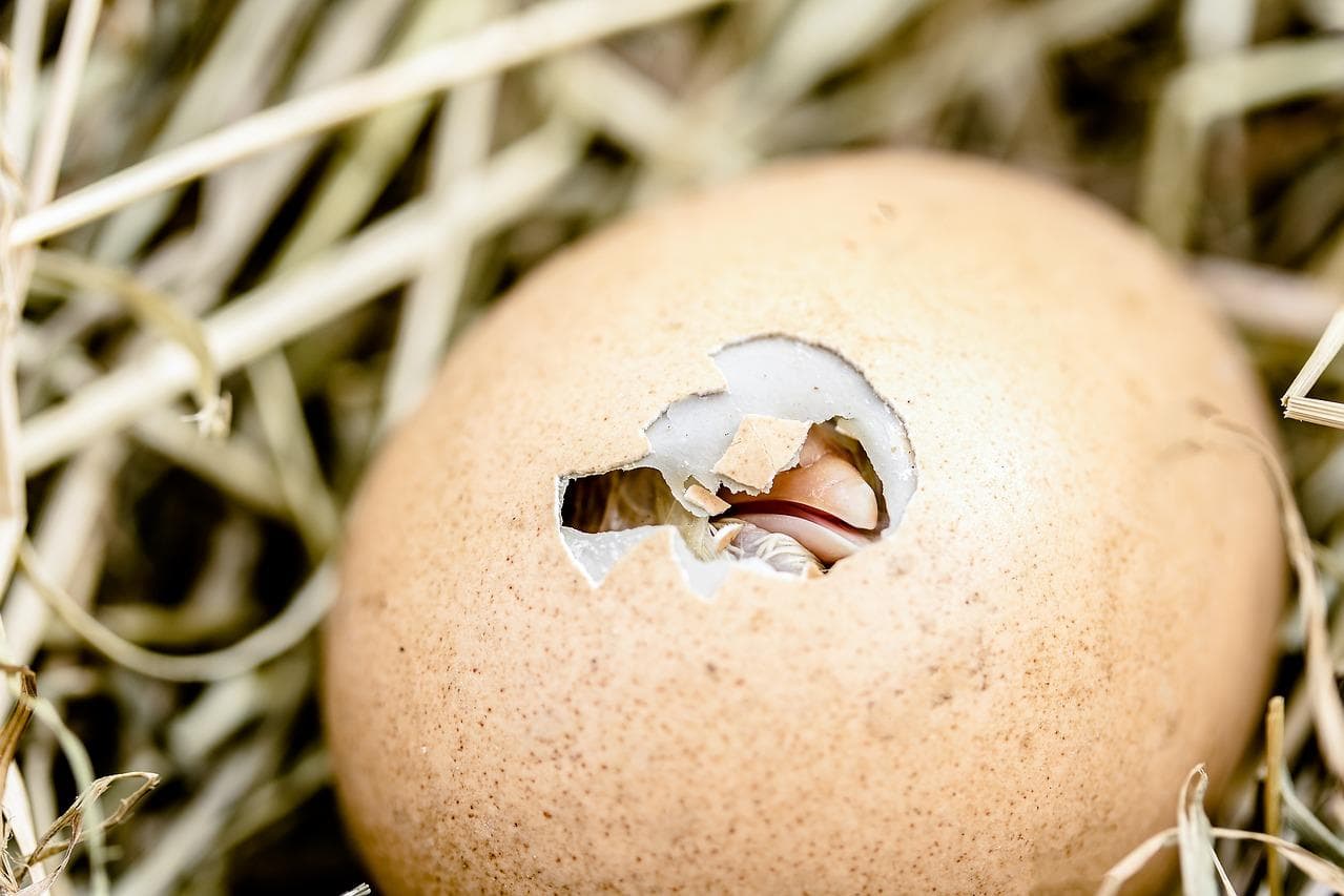 Bioverbände verlangen mehr Tierwohl beim Geflügel