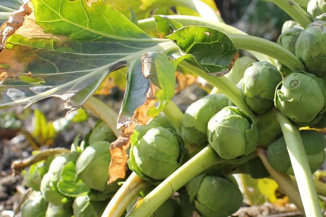 Rosenkohl mal ganz anders