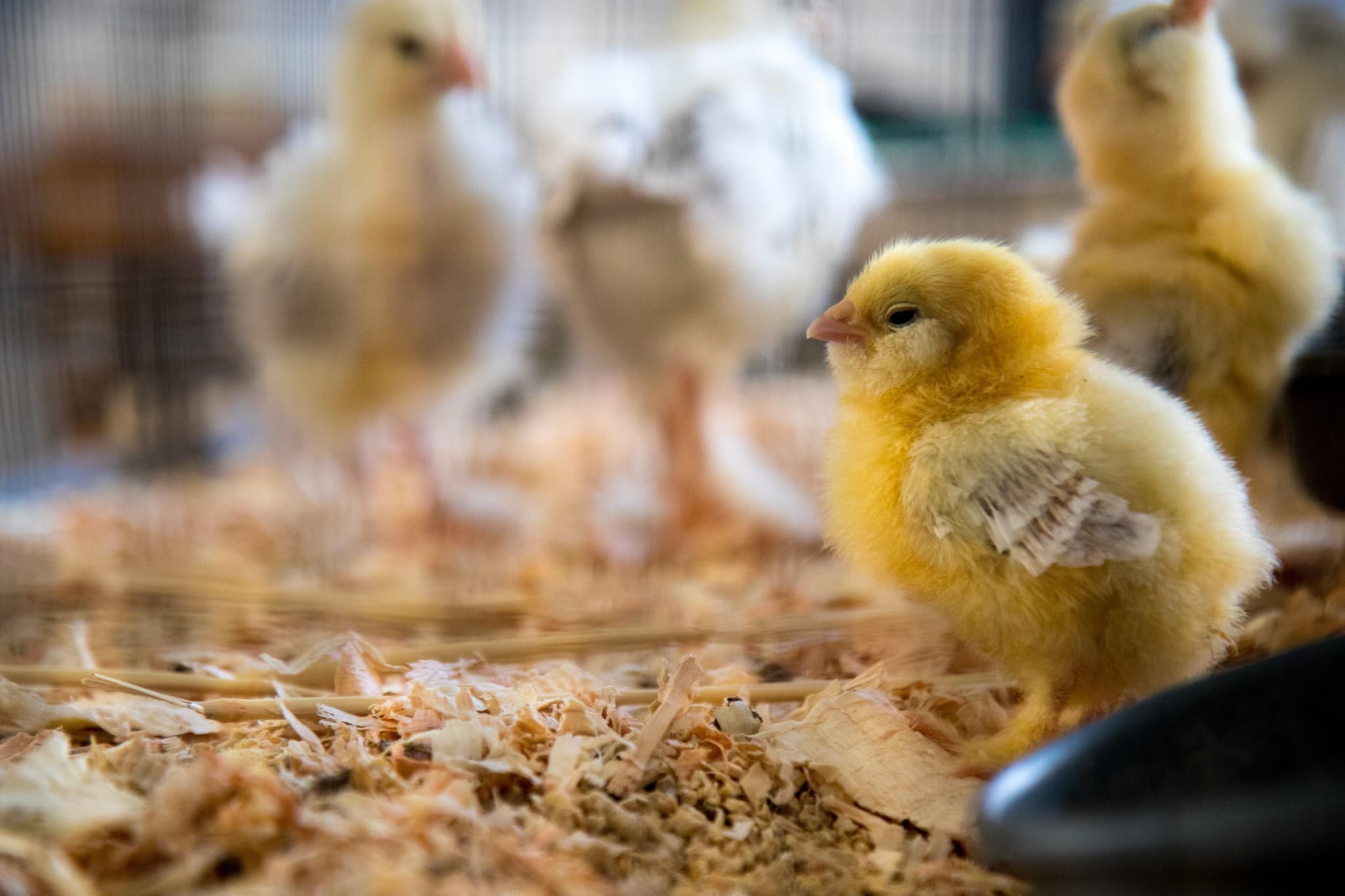 Der Hofhuhn-Blog