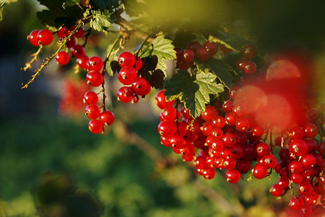 Obst der Saison: Johannisbeeren – die Säuerlich-Frischen