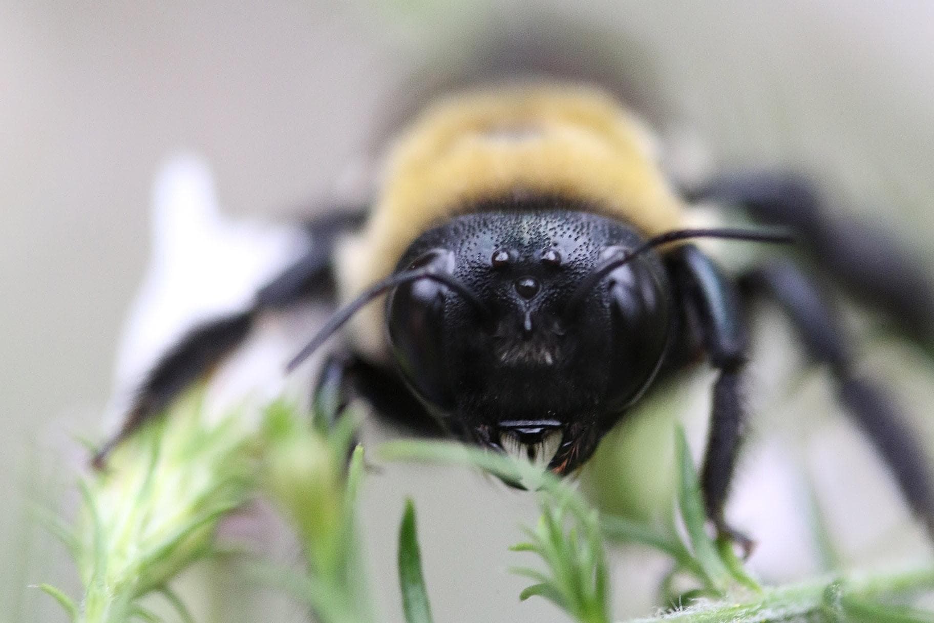 Insekten zählen