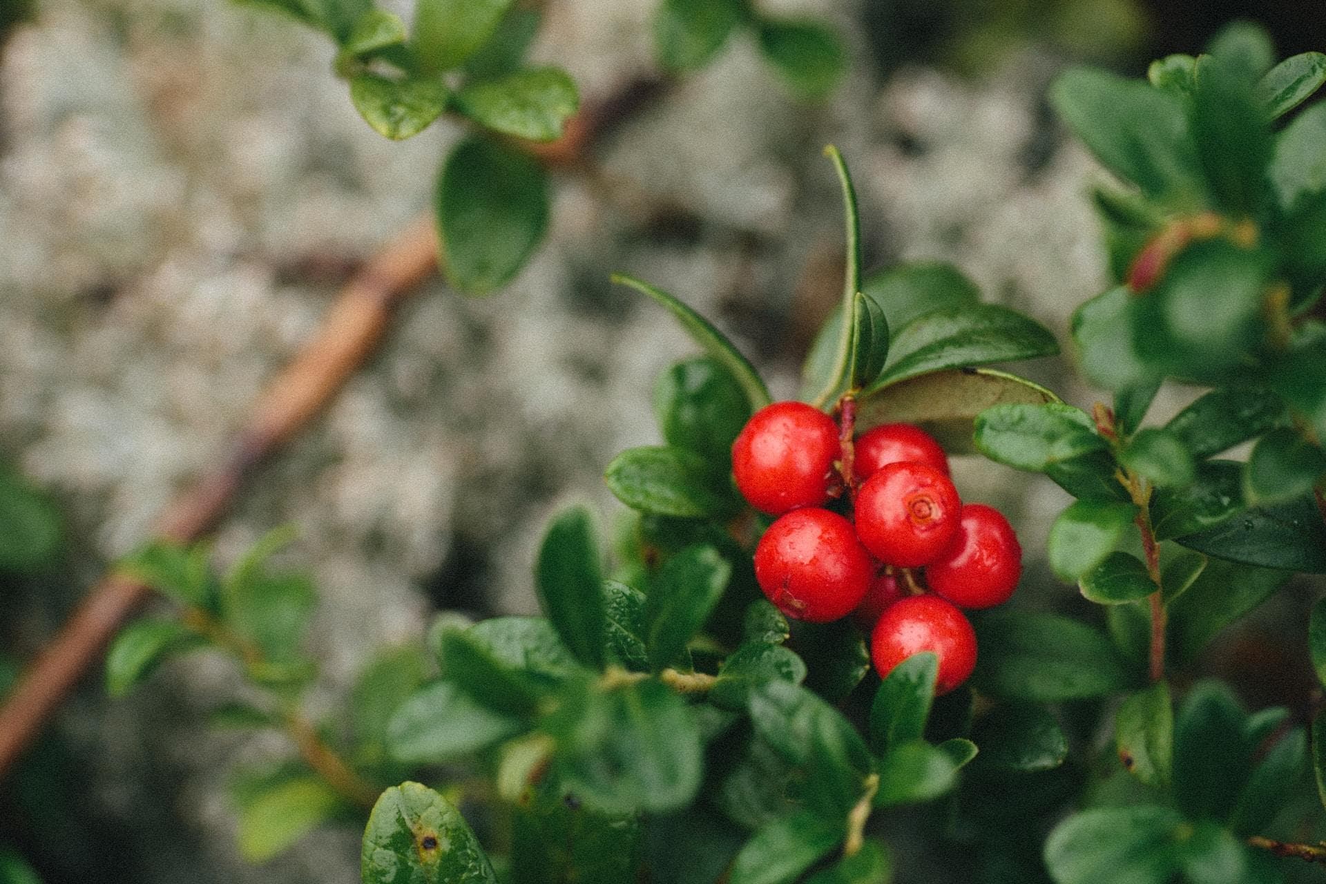Preiselbeeren – die kleinen Roten aus dem Moor