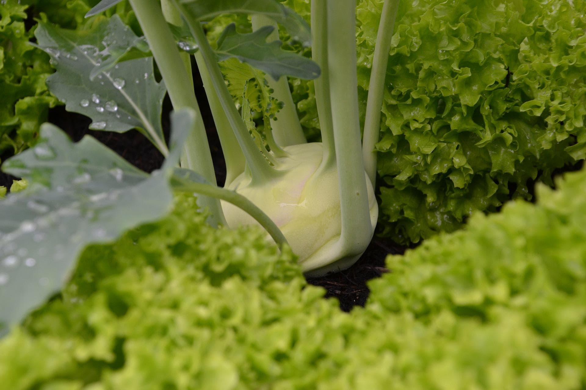 Eine zarte Versuchung: Kohlrabi