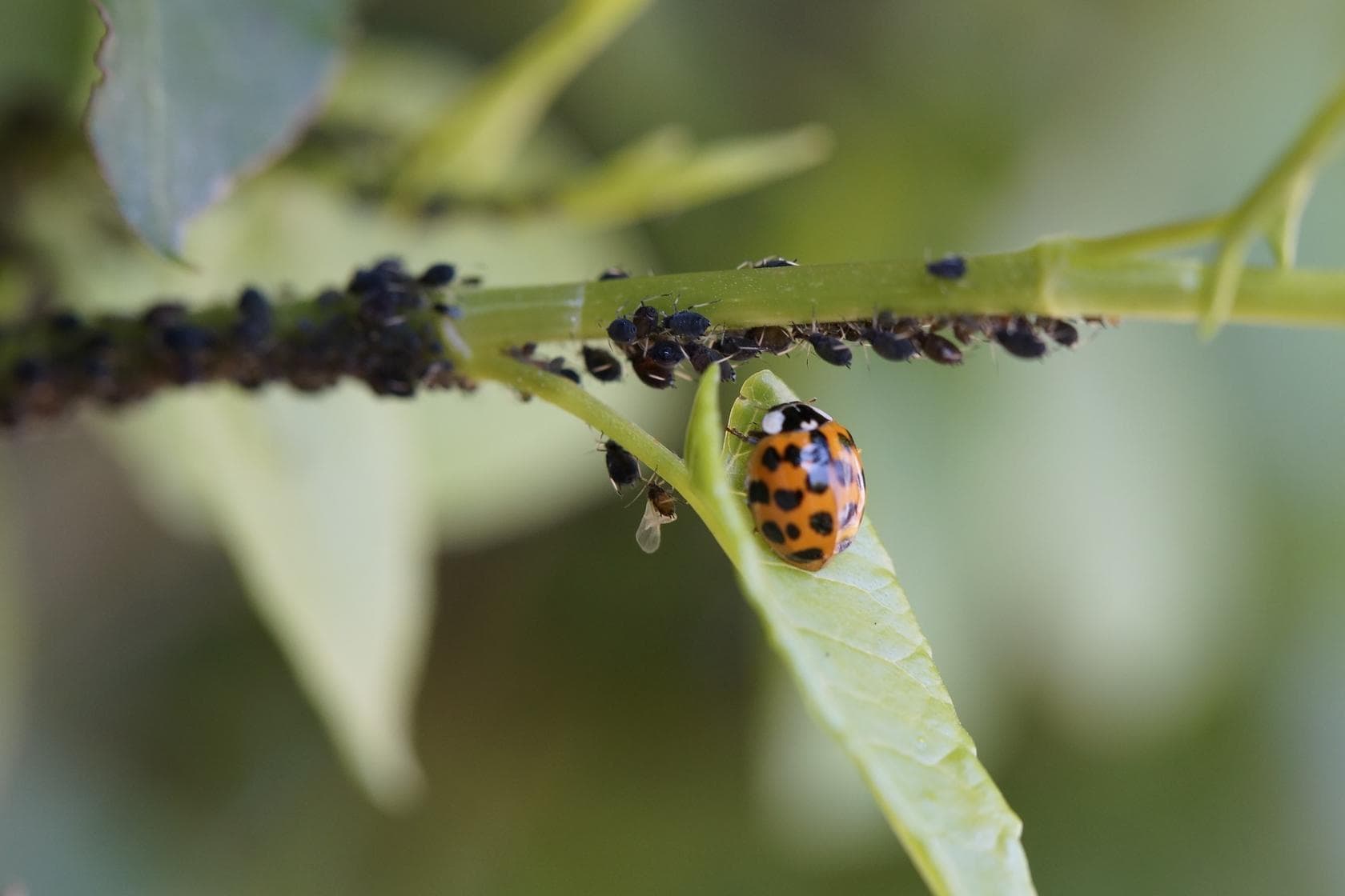 Insektenfreundliches Pflanzenschutzmittel