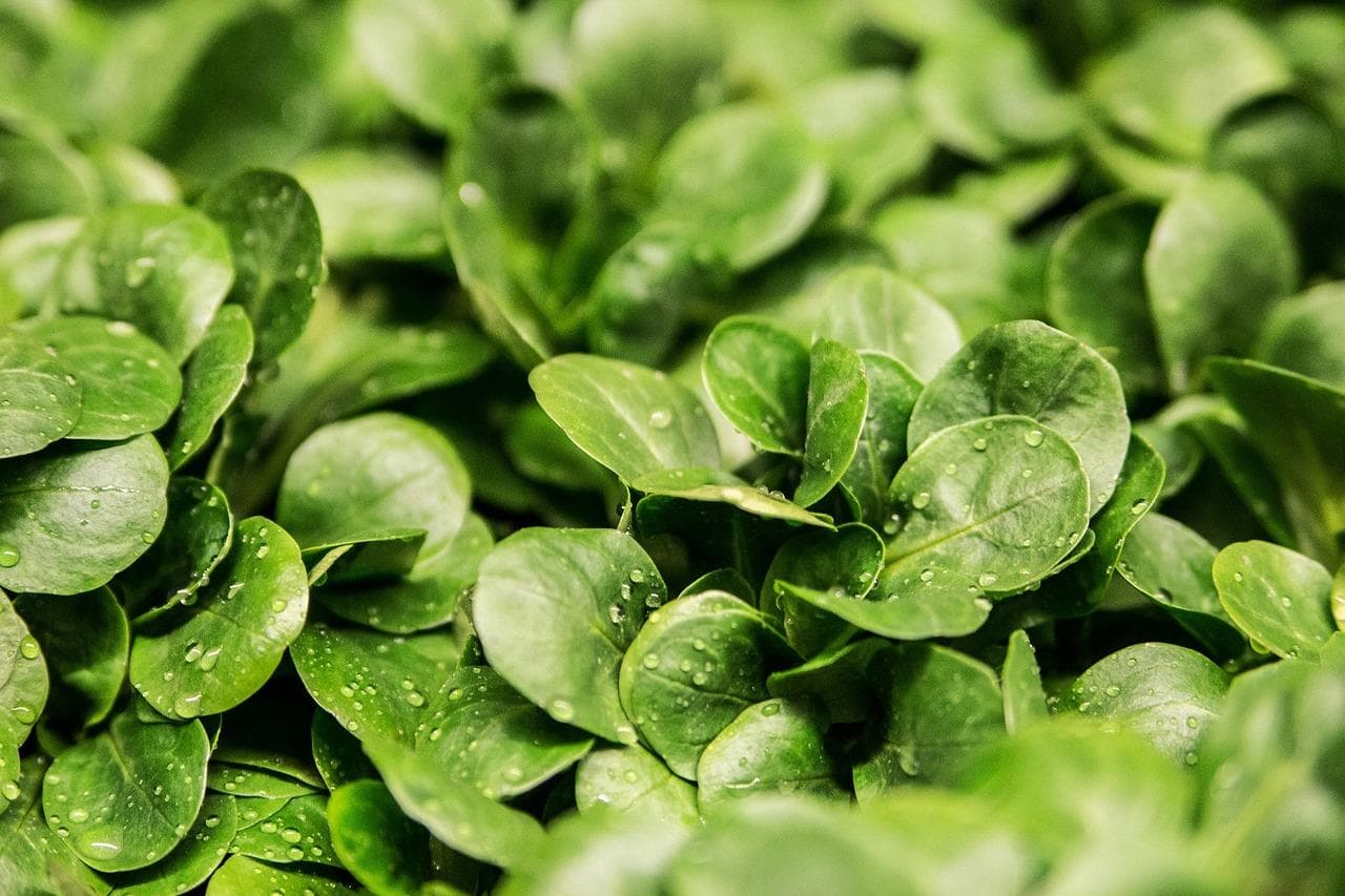 Feldsalat - knackig und frisch geerntet