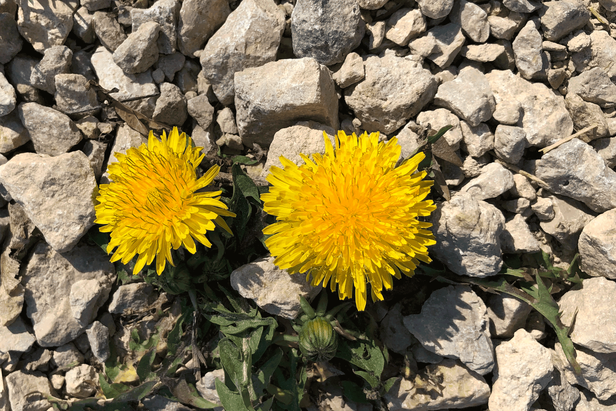 Löwenzahnhonig selber herstellen