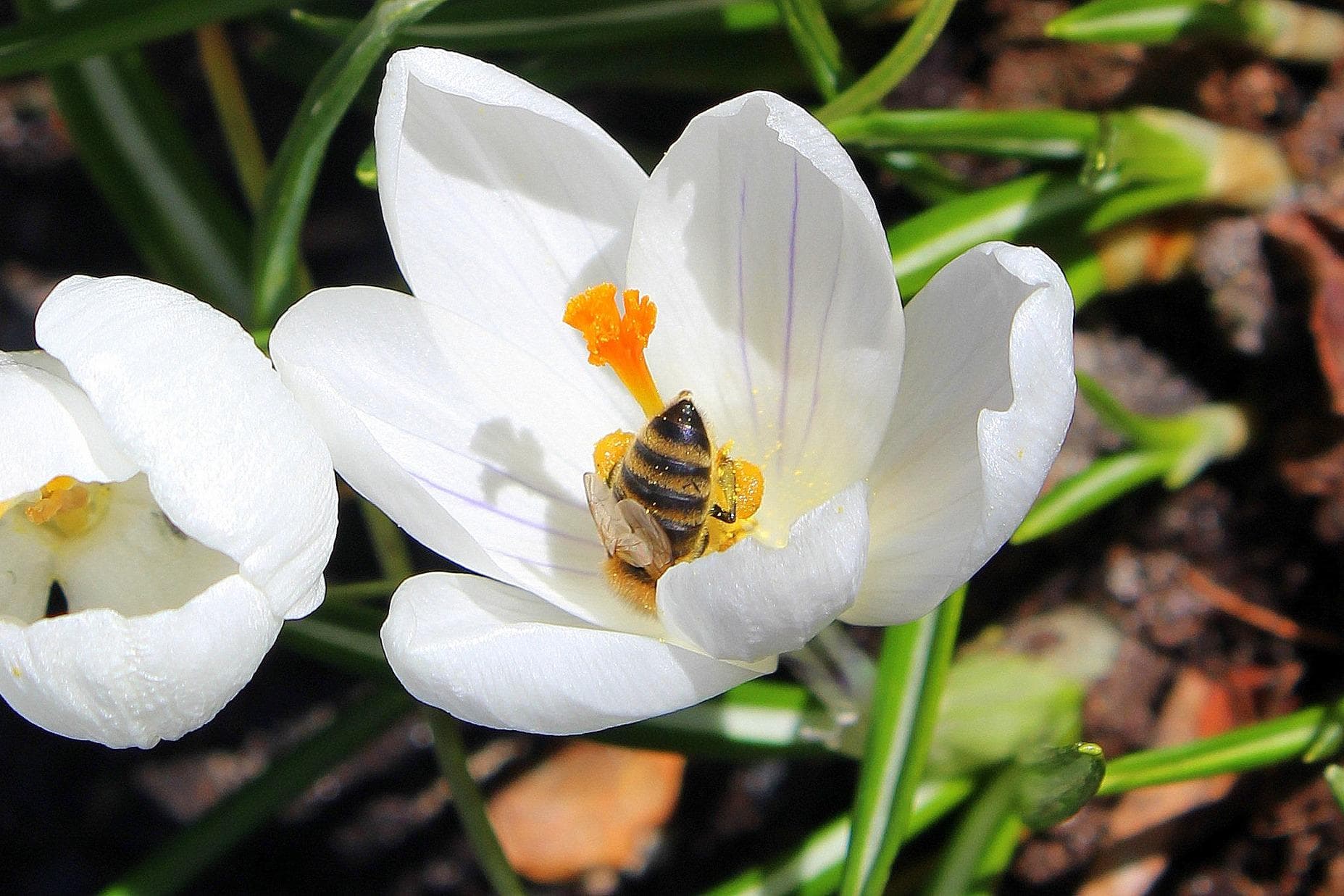 Pflanzzeit: Krokuszwiebeln fürs Frühjahr setzen