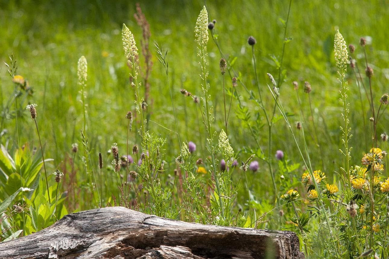 Naturgarten: Ideen für ökologisches Gärtnern