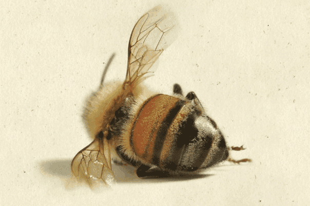 Buchtipp: Die Geschichte der Bienen