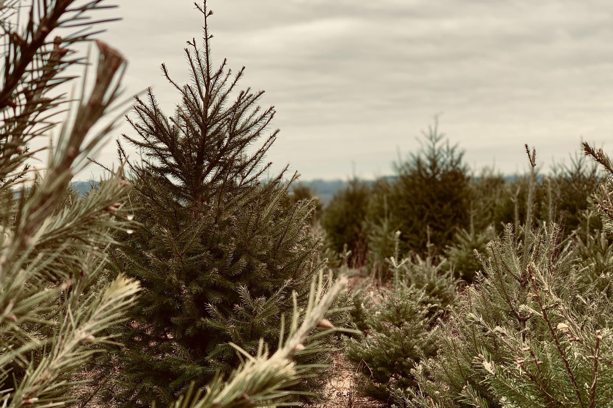 Oh Weihnachtsbaum