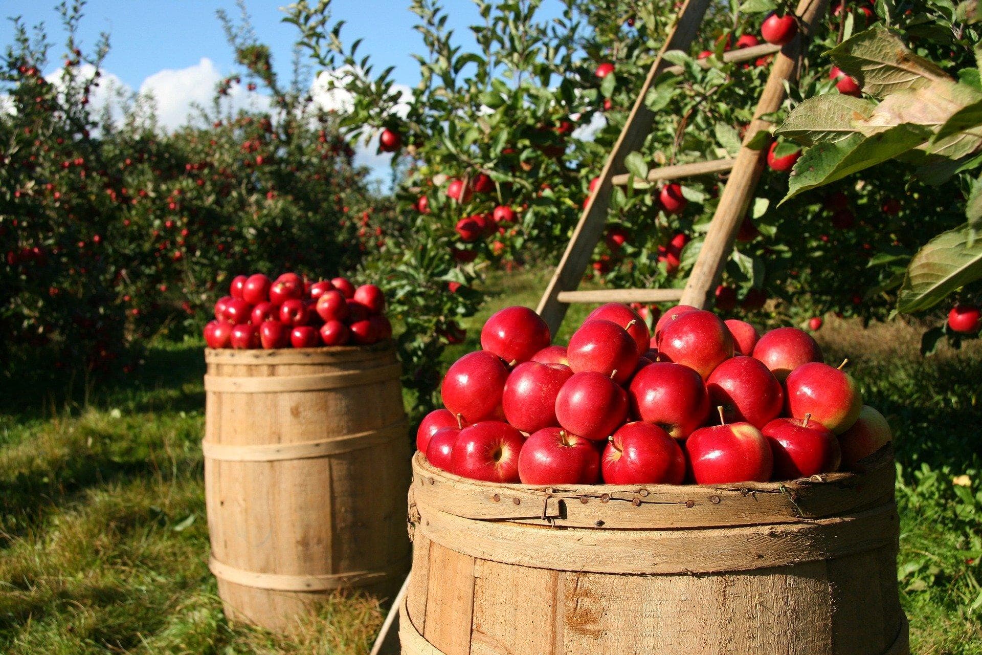 Die Äpfel sind reif