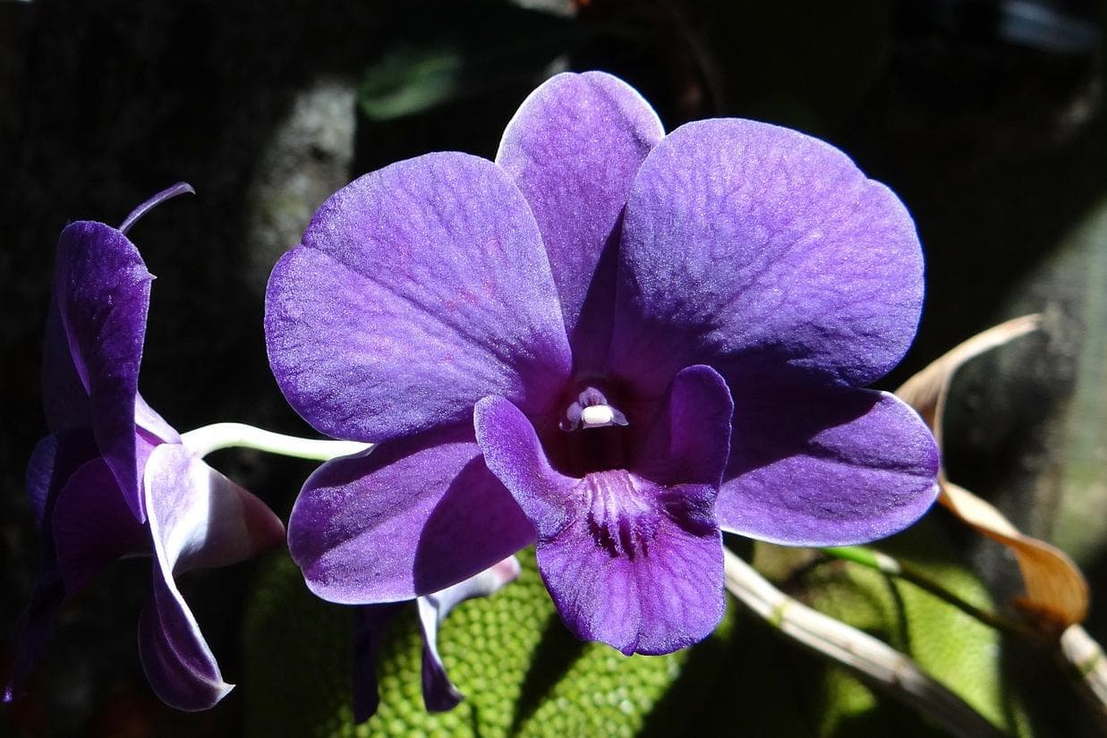 Naturerlebnis Orchideenblüte
