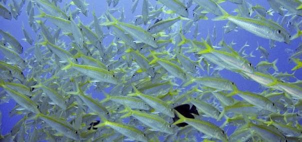 Fische, die an Füßen knabbern