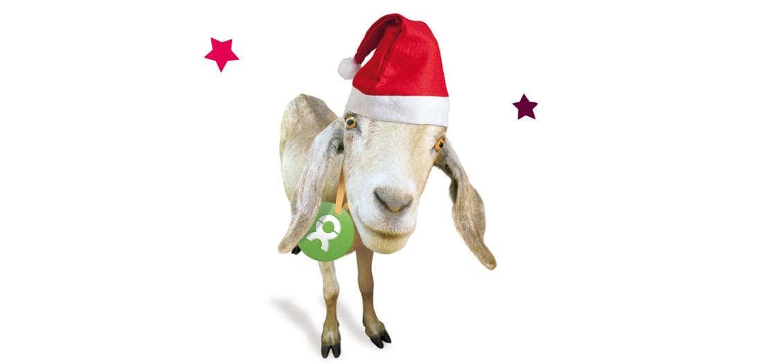 Charity-Geschenk: Zu Weihnachten eine Ziege verschenken