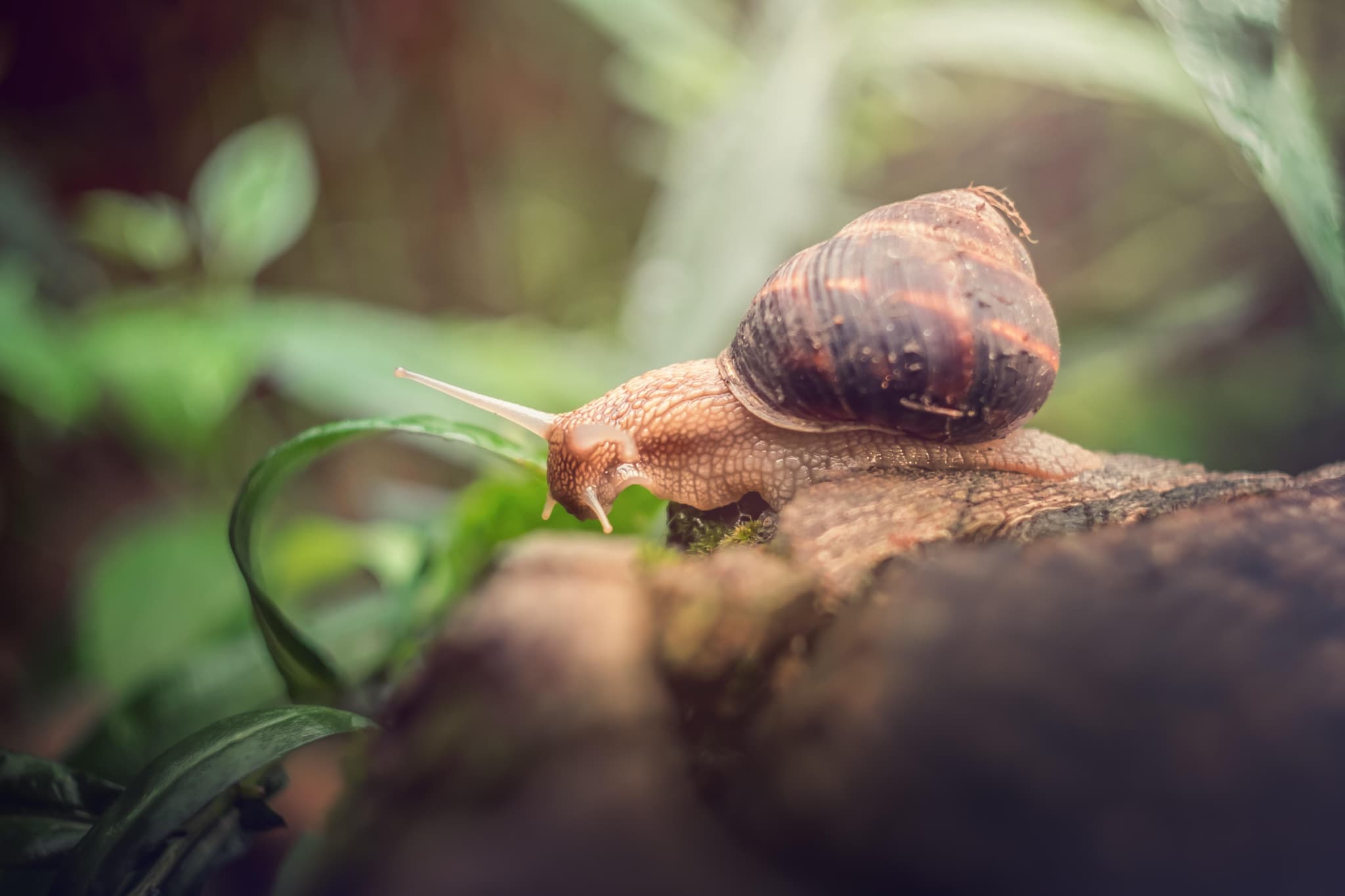Nützliche Schnecken