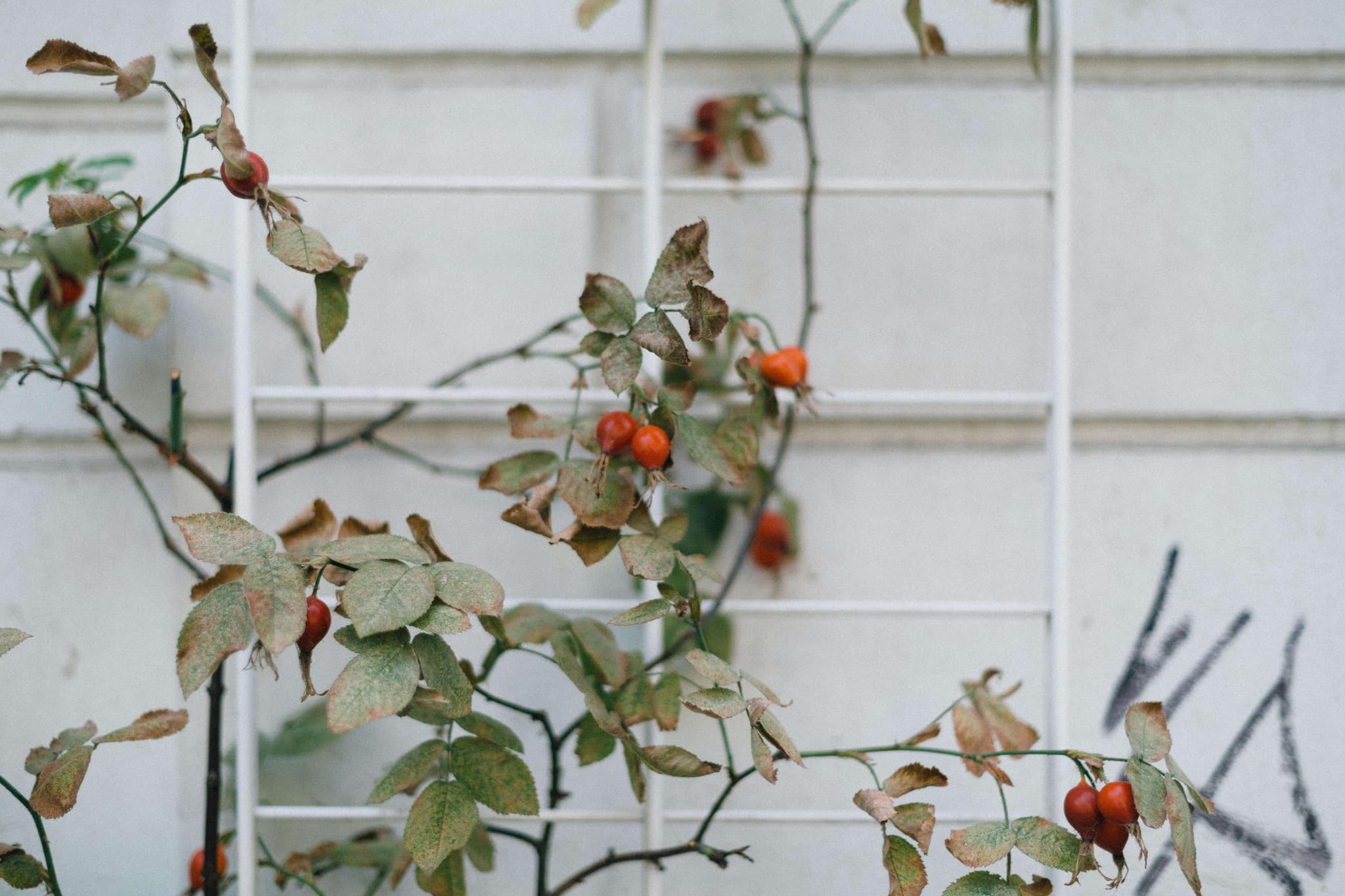 Vitaminbombe aus dem Garten