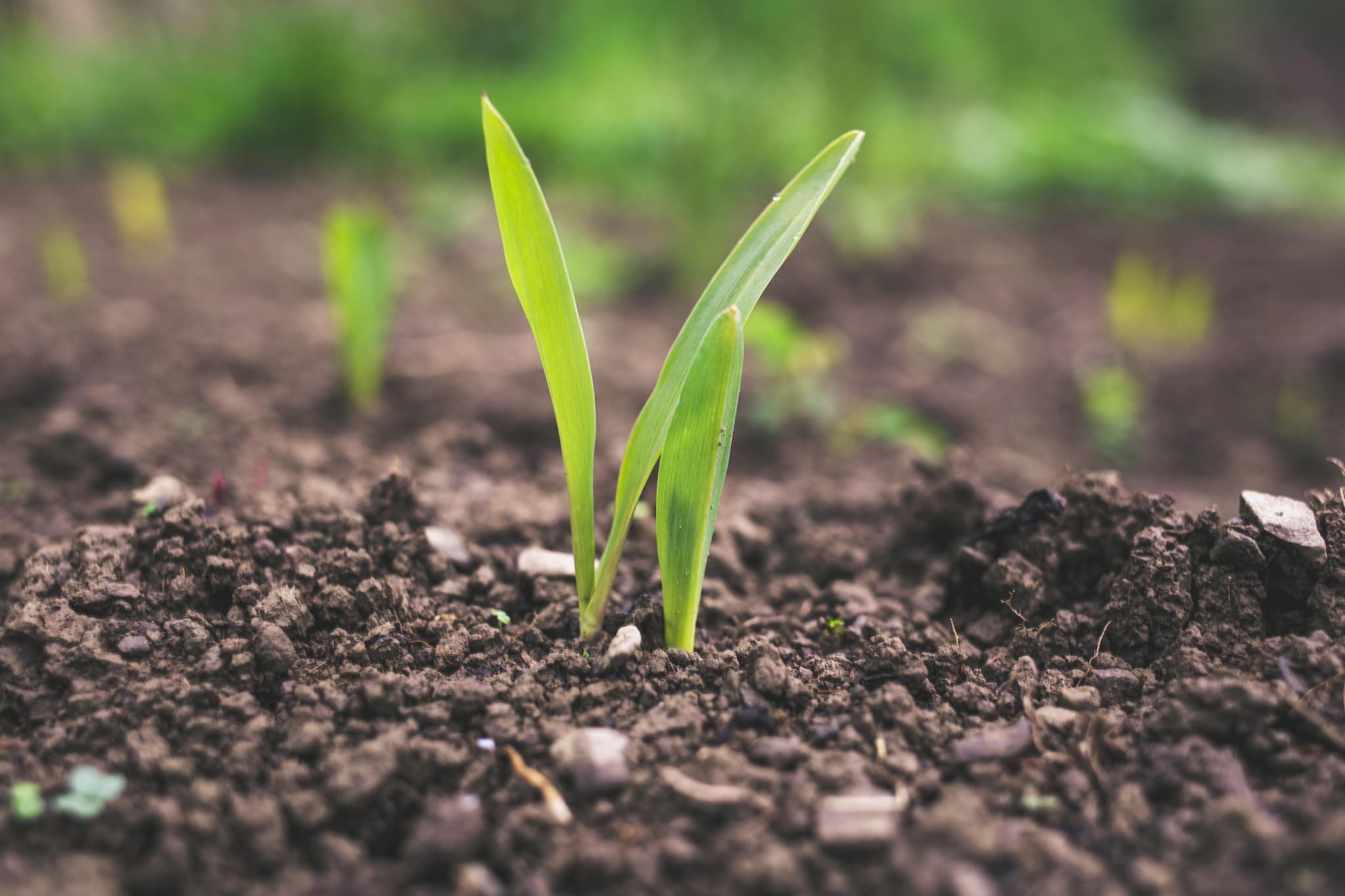 Weltbodentag: Dreck als Schatz