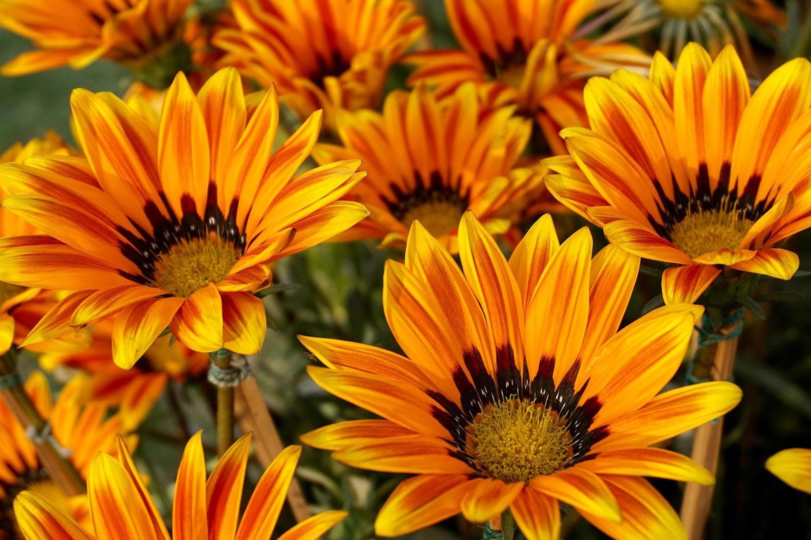 Schnittblumen ohne Gift