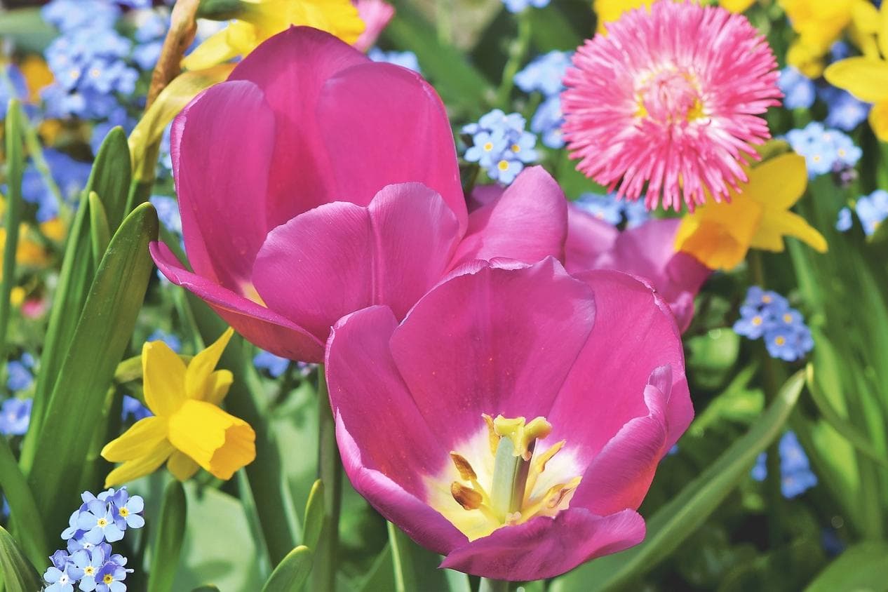 Blume gut – alles gut
